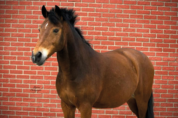 Bruine pony