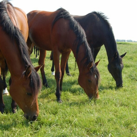 Weidegang bij Stal Homan